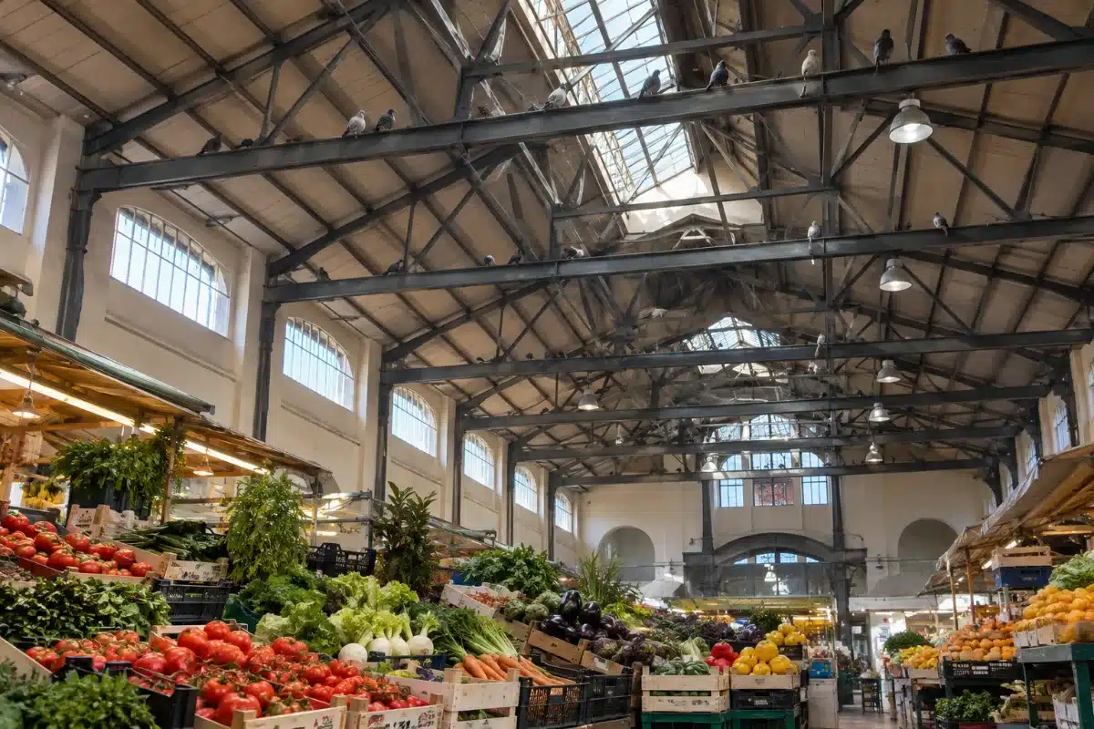 Interno di un mercato coperto comunale con capriate metalliche e alcuni piccioni posati sulle travi sopra i banchi di frutta e verdura
