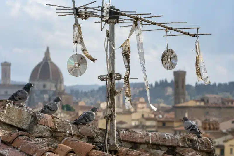 Nastri riflettenti e CD appesi a un'antenna sul tetto, con i piccioni posati sotto
