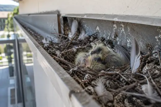 Nido di piccione con pulcini costruito dentro la canalina metallica sopra l’ingresso di un negozio