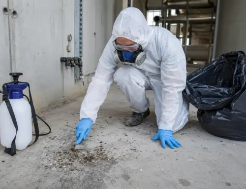 Quanto costa la bonifica del guano dei piccioni: cosa determina il prezzo