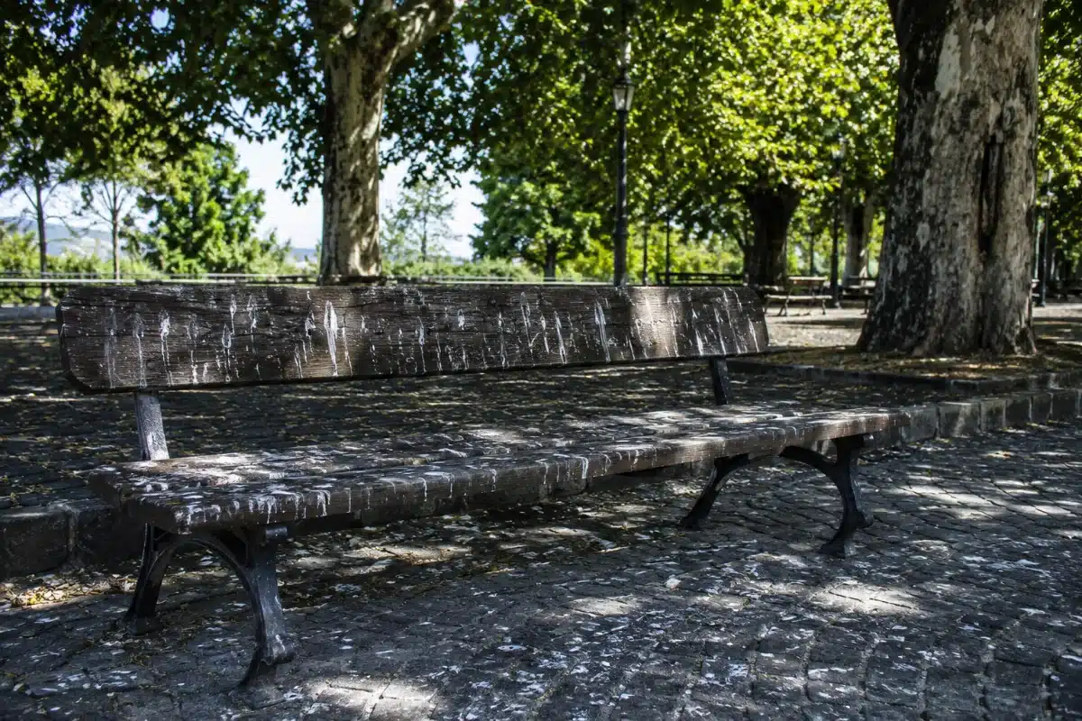 Panchina e pavimentazione di un parco pubblico sotto alberi ad alto fusto, macchiate di guano biancastro