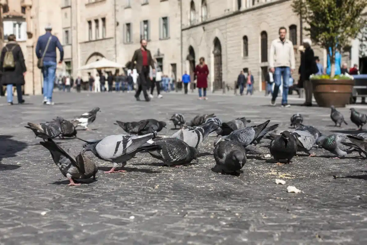 Persone che attraversano una piazza storica mentre in primo piano uno stormo di piccioni becca briciole sulla pavimentazione