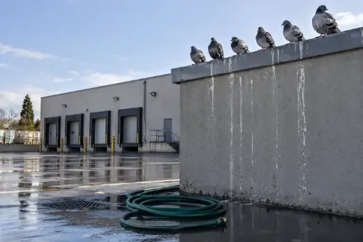 Piazzale di carico appena lavato, con sei piccioni già tornati sul cornicione e le colature di guano che ricominciano sul muro