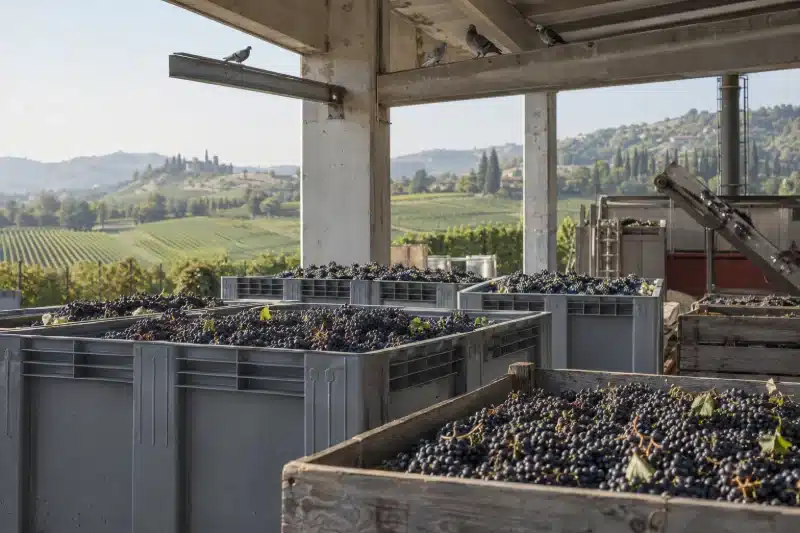 Bins e cassette di uva nera sotto la tettoia del piazzale di conferimento, con un piccione posato sulla trave sopra