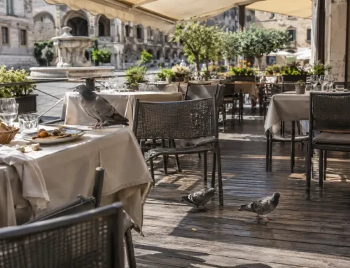Piccioni nel dehors del ristorante: 4 mosse per liberare i tavoli