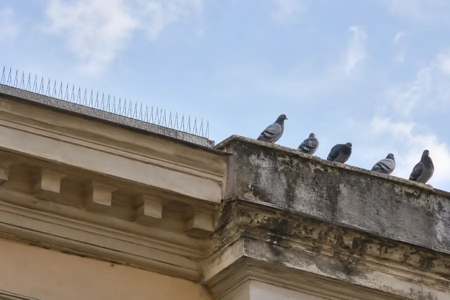 Piccioni posati su un parapetto libero, a poca distanza da un cornicione già attrezzato con dissuasori a spillo