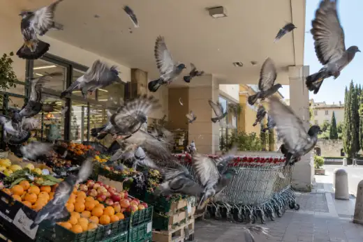 Uno stormo di piccioni si alza in volo sopra le cassette di frutta dell’esposizione esterna di un supermercato