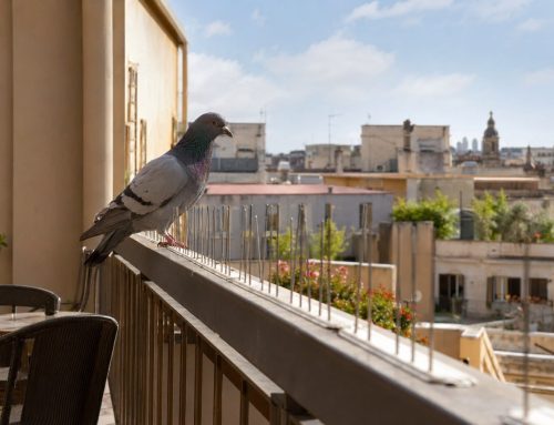 Piccioni in hotel: come proteggere terrazze, camere e colazioni