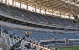 Piccioni posati sui gradoni e sui sedili delle tribune vuote di uno stadio, con la copertura sullo sfondo