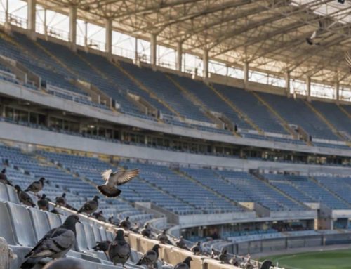 Volatili sugli impianti sportivi: come allontanarli da tribune, coperture e campo
