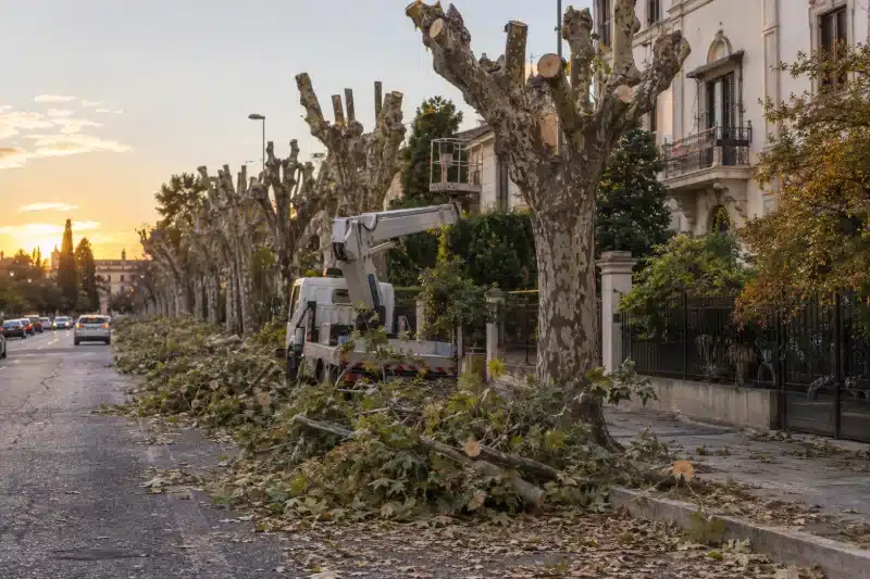 Platani capitozzati lungo un viale, con i rami tagliati a terra e il camion con cestello
