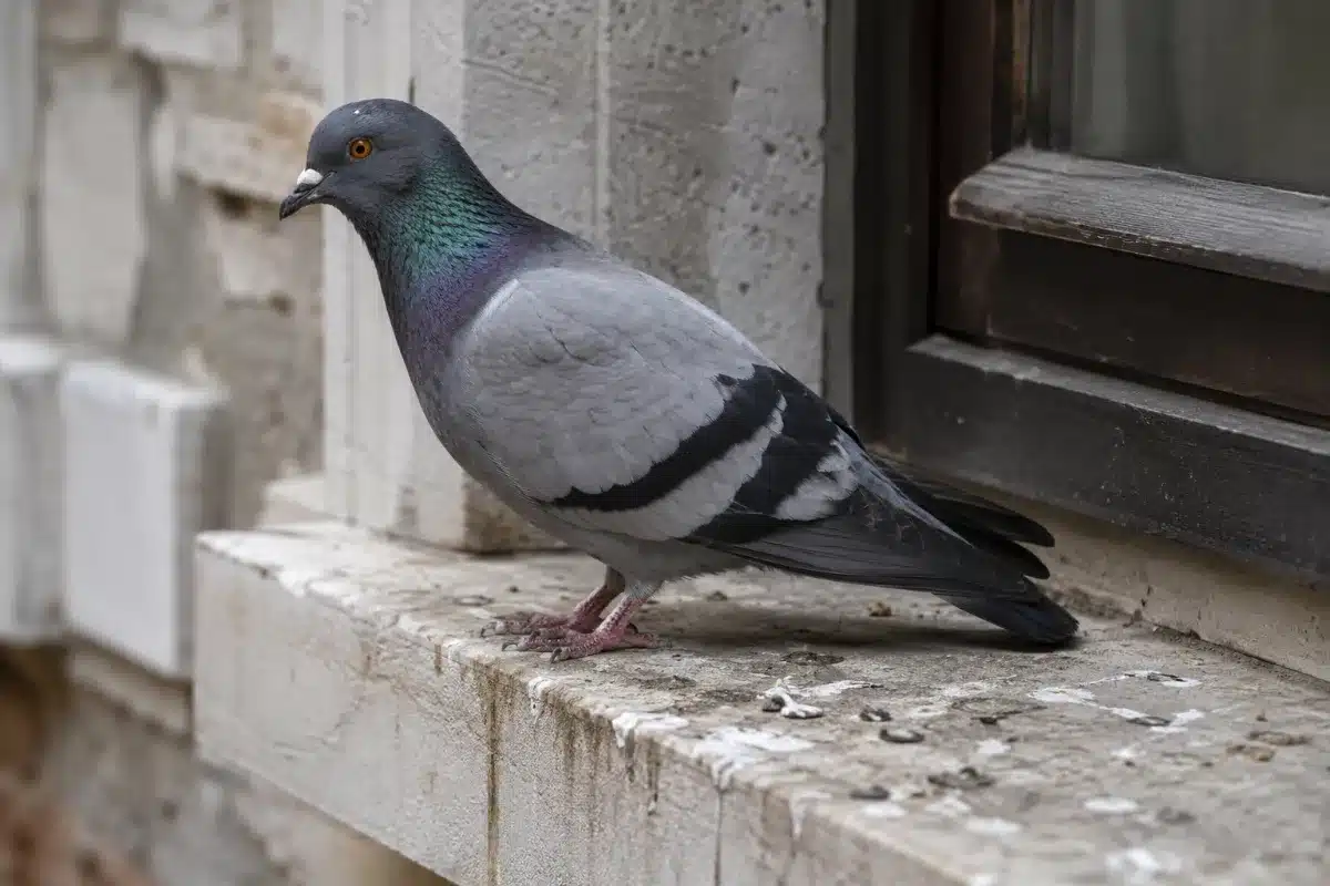 Un piccione posato sul davanzale in pietra di una finestra, ripreso da vicino