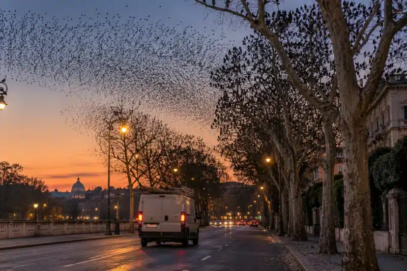 Stormo di storni che torna sul viale alberato al tramonto
