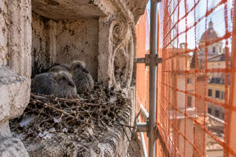 Nido con due piccoli di piccione in una nicchia di un monumento, accanto alla rete arancione di un cantiere