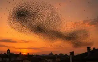 Grande stormo di uccelli in volo compatto nel cielo arancione del tramonto, sopra i tetti e i comignoli di una citt&agrave; italiana