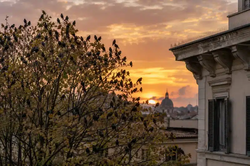 Chioma di un albero al tramonto a ridosso della facciata di un palazzo storico