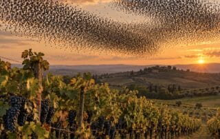 Stormo di storni in volo sopra un vigneto con i grappoli d’uva neri maturi al tramonto