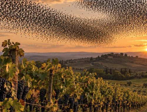 Storni su vigneti e frutteti: come allontanarli e proteggere il raccolto