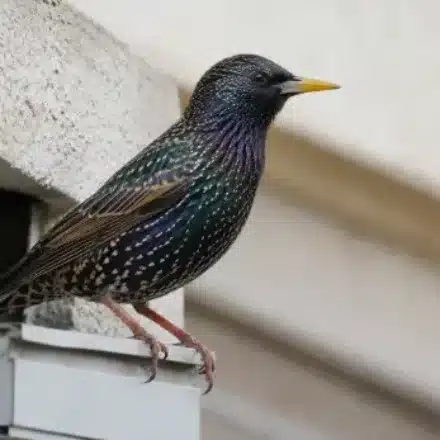 Storno adulto posato sul cassonetto di una tapparella Storno adulto di profilo sul cassonetto di una tapparella, piumaggio nero iridescente punteggiato di bianco