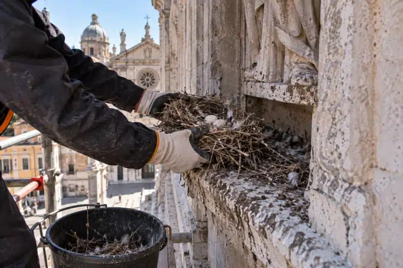 Mani con guanti da lavoro che tolgono un nido dalla nicchia della facciata di una chiesa