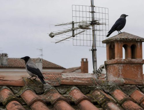 Cornacchie, gazze e taccole sugli edifici: la legge, i danni e come allontanarle