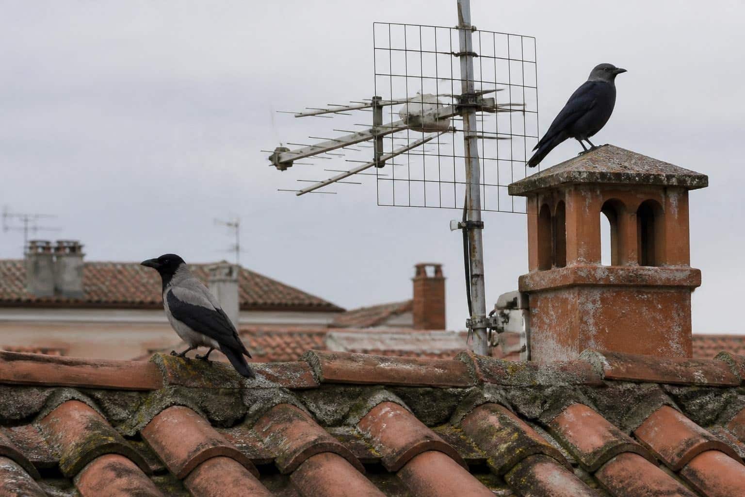 Una cornacchia e una taccola sul comignolo e sul tetto di un edificio accanto a un’antenna (immagine illustrativa generata al computer)
