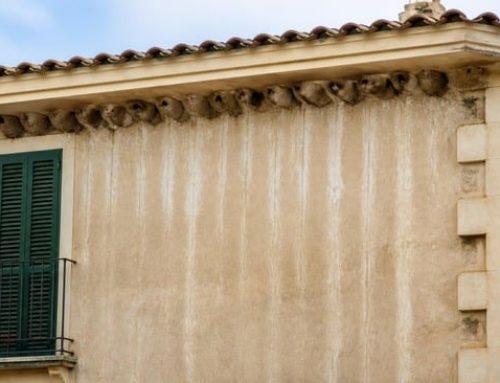 Nidi di rondini e balestrucci sulla facciata: cosa dice la legge e come prevenirli