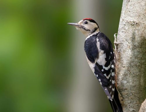 Il Picchio che Buca il Cappotto Termico: Come Difendere la Facciata | Birdstop