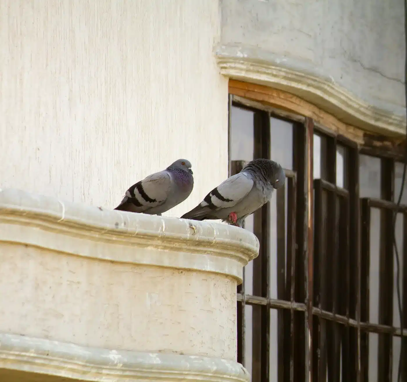 Due piccioni posati sul parapetto in pietra di un balcone, accanto alla finestra
