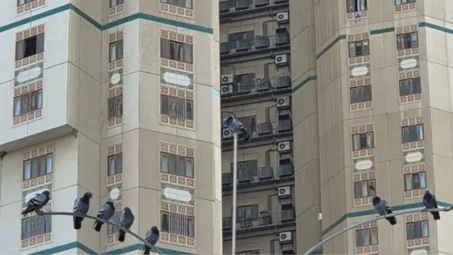 Palazzi residenziali in città con piccioni posati davanti ai balconi