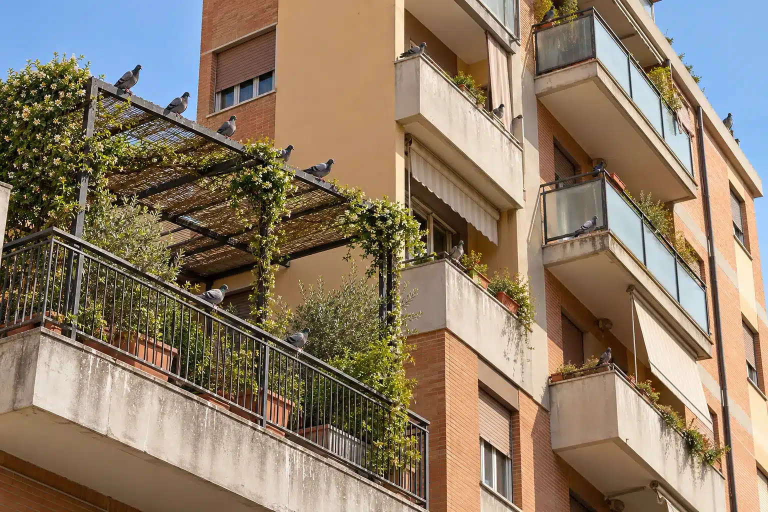 Facciata di un condominio con balconi e un terrazzo con pergolato, con diversi piccioni posati su ringhiere e parapetti