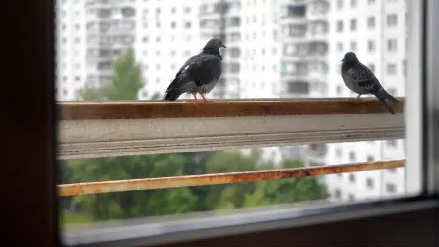 Piccioni posati sulla ringhiera di un balcone in cittÃ