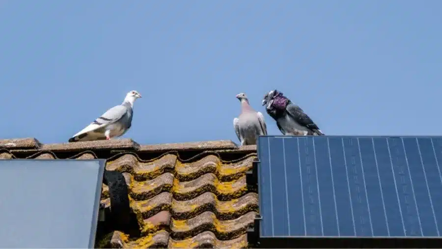 Piccioni sul colmo di un tetto con pannelli solari