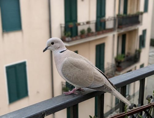 Tortore dal collare sul balcone e sul tetto di casa: perché arrivano e come allontanarle