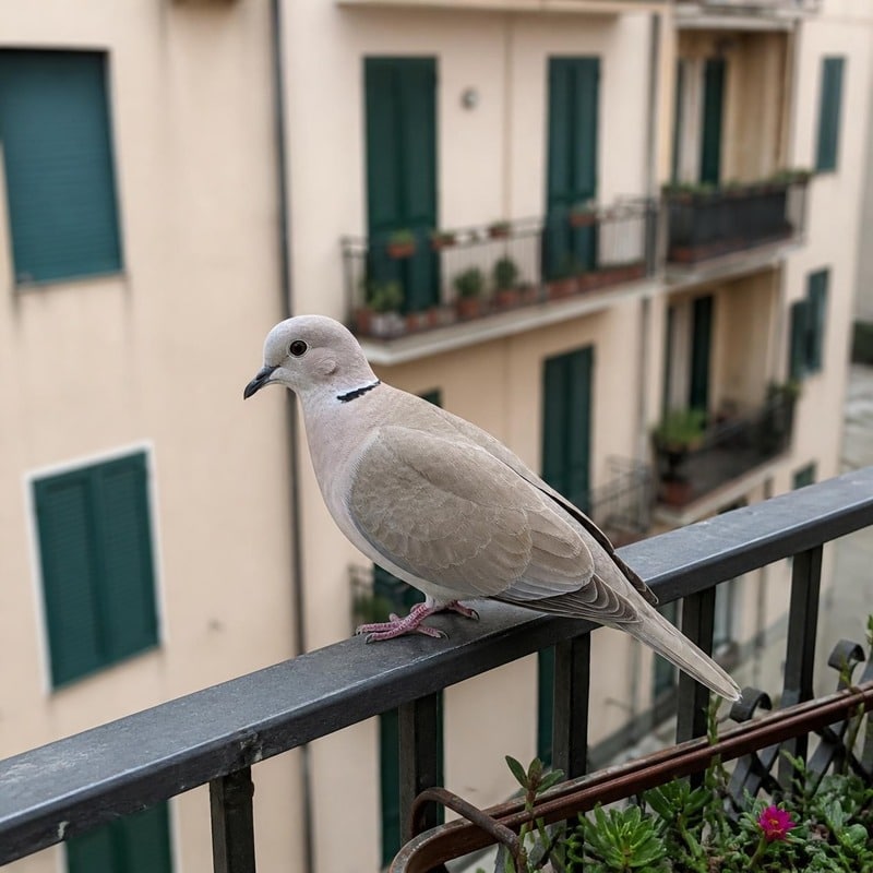 Tortora dal collare (Streptopelia decaocto) posata sulla ringhiera di un balcone, con il tipico collare nero sulla nuca, davanti a un edificio residenziale